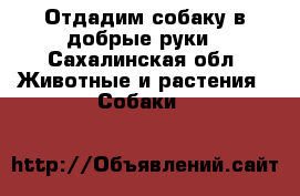 Отдадим собаку в добрые руки - Сахалинская обл. Животные и растения » Собаки   